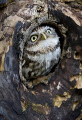 Little Owl