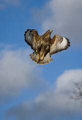 Common Buzzard