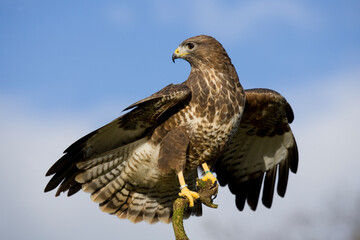 Common Buzzard