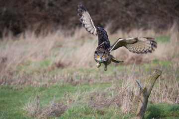 Eurasian Eagle-owl