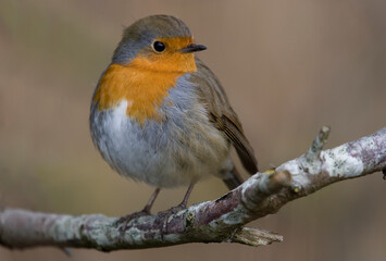 Robin