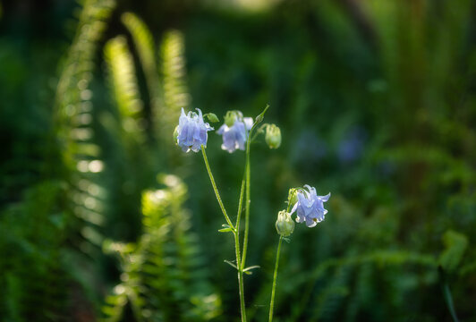 Spring Wildflowers In The Southeastern United States