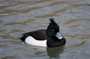 Fototapeta premium Tufted duck