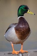 Mallard