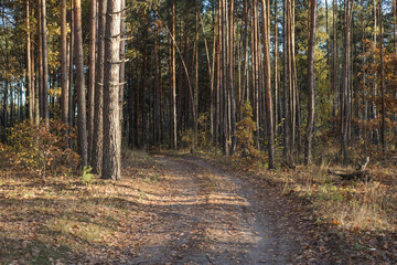 Fototapeta premium Autumn fallen leaves in the autumn park. Focus at the autumn leaves on the ground, fallen autumn leaves, closeup. Autumn landscape with fallen autumn leaves, autumn leaves background.