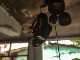 Butterfly hanging on a decoration