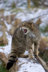 Scottish Wildcat