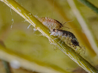 Water slater, Wasserasseln (Asellus aquaticus)