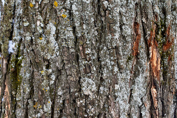 the texture of the bark of an old tree covered with moss.