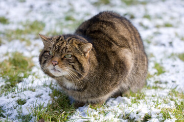 Scottish Wildcat