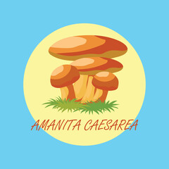 edible amanita Caesarea mushrooms banner. vector illustration