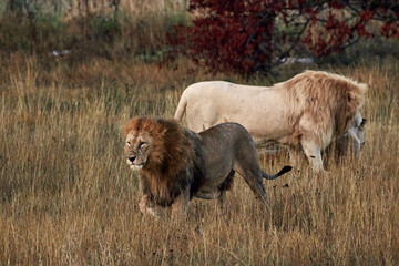 Beautiful Lion Caesar in the savanna. scorched grass. male with battle scars