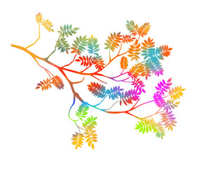 Summer tree branch with fresh multicolored leaves. rowan leaves. Vector illustration