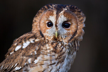 Tawny Owl