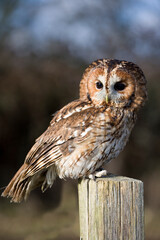 Tawny Owl