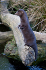 Obraz premium American Mink