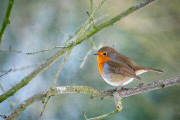 Robin looking alert in a tree on a cold winters day