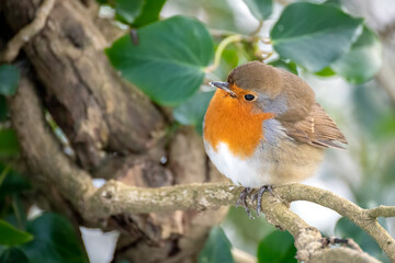 Robin looking alert in a tree on a cold winters day