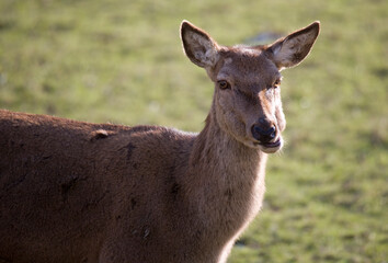 Red Deer