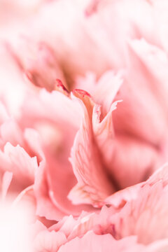 Abstract floral background, pink carnation flower petals. Macro flowers backdrop for holiday brand design © OLAYOLA