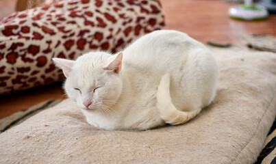 Selective focus shot of a white cat relaxing on his cozy bed