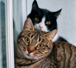 Selective focus shot of two beautiful cats