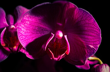 rote Orchidee mit schwarzem Hintergrund