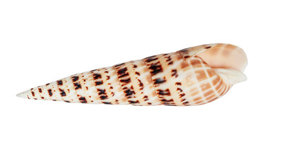 Sea shell (Terebra maculata) on a white background isolated, close-up