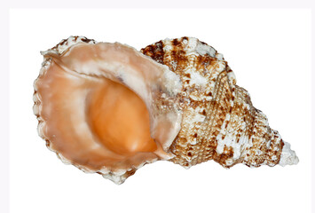 Sea shell (tutufa rubeta) on a white background isolated, Sea shell (tutufa rubeta) on a white background isolated, close-up