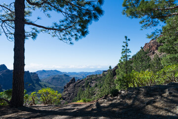trees in the mountains