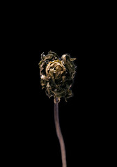 Dried dead marigold flower isolated on black background. Sample of a flower in oriental style with pastel colors.