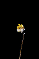 Dandelions fluffed up. Dried dead flower isolated on black background. Sample of a flower in oriental style with pastel colors.