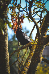 crow on a branch