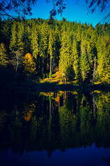 Obraz premium reflection of trees in lake