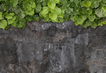 Green ivy grows on old brick wall. Old stone wall with ivy as background.