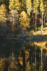 autumn forest reflection