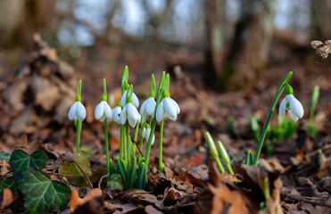 Snowdrop Galanthus flowers makes the way through fallen leaves. Natural spring background.