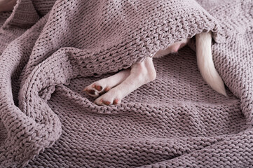 Fototapeta na wymiar A cute little dog lies covered with a gray plaid. The hind legs and tail of a small dog stick out from under the blanket