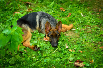 german shepherd puppy