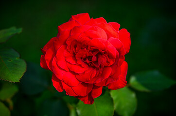 single red rose