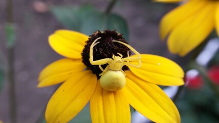 spider on yellow flower