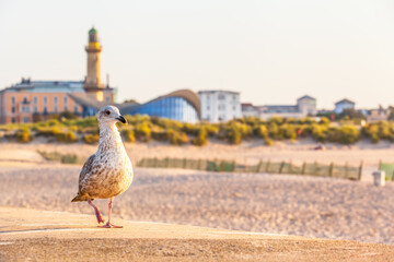 Seabird and Beach Architecture / Seagull on walk near sandy beach and famous landmarks of Rostock - Warnemunde, Germany (copy space) - 412883066