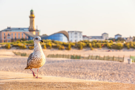 Seabird and Beach Architecture / Seagull on walk near sandy beach and famous landmarks of Rostock - Warnemunde, Germany (copy space)