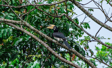 Oriental pied hornbill(Anthracoceros albirostris) with red fruit in nature at Khao Yai National...