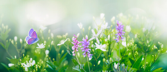 Purple butterfly flies over small wild white flowers in grass in rays of sunlight. Spring summer fresh artistic image of beauty morning nature. Selective soft focus. - Powered by Adobe