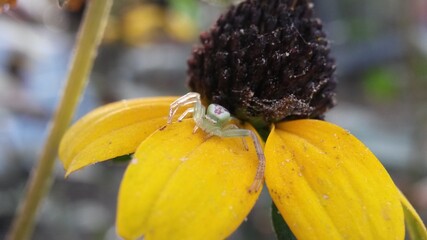 spider on yellow flower