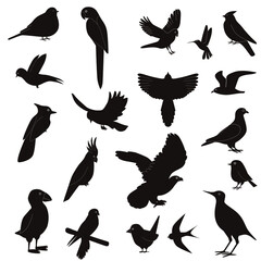 Silhouettes of birds in flight, isolated on white background. Collection of different types of birds crow, hummingbird, parrot, owl, eagle, stork. Vector illustration