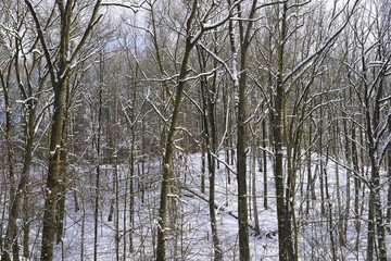Weiße winterliche Waldlandschaft (Berlin, Grunewald)