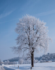 einsamer Baum steht in einer Winterlandschaft bei Frost