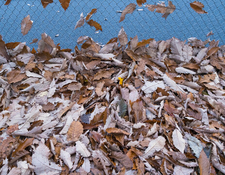 Autumn leaves caught in chainlink fence